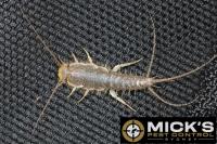 Mick’s Silverfish Control Sydney image 3